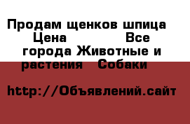 Продам щенков шпица › Цена ­ 20 000 - Все города Животные и растения » Собаки   